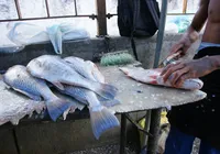 Nova regra da nota fiscal: pescador artesanal da Bahia será afetado?