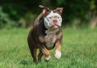 Seu pet em pauta: prefeitura de Salvador quer R$ 23 milhões para proteção animal