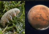 Solo de Marte atua como "escudo" contra contaminação da Terra imagem
