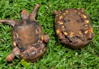 Fêmeas de tartaruga preferem saltar de penhascos ao acasalamento forçado imagem