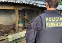 Tráfico internacional de animais em extinção é investigado na Bahia imagem