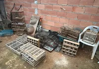 Mais de 370 pássaros são resgatados em ação contra tráfico na Bahia