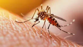 Liberação de milhões de mosquitos com bactéria na Espanha e no Brasil atrai atenção; entenda o plano