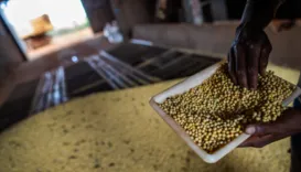 Ouro verde e energia: como plantas e grãos estão desbancando petróleo na Bahia