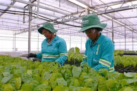Acelen Renováveis projeta refino de biocombustível na Bahia para 2029 - Imagem