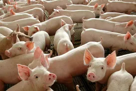 Além da ficção: Conheça a técnica que usa órgãos de porco em pessoas - Imagem