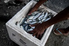 Mais apoio e renda: entenda os principais pontos da nova Lei da Pesca Sustentável - Imagem