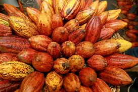 Nova era para o cacau - Imagem