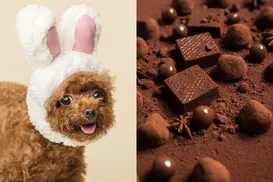 Chocolates de Páscoa podem custar a vida do seu pet; entenda - Imagem