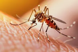 Por que os mosquitos te escolhem? Cientistas descobrem a verdadeira combinação - Imagem