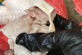 Moradores de Ilhéus denunciam entrega de peixe podre pela Prefeitura - Imagem