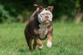 Seu pet em pauta: prefeitura de Salvador quer R$ 23 milhões para proteção animal - Imagem