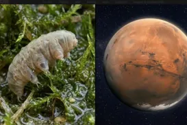 Solo de Marte atua como "escudo" contra contaminação da Terra - Imagem