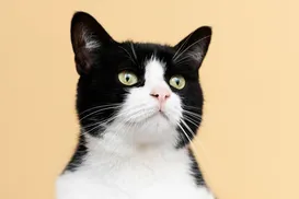 Substância em eletrodomésticos ameaça saúde de gatos - Imagem