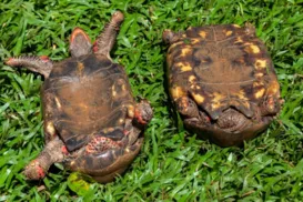 Fêmeas de tartaruga preferem saltar de penhascos ao acasalamento forçado - Imagem