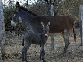 Proibida no Brasil, carne de jumento vira empanadas para argentinos - Imagem