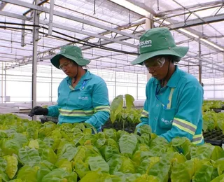 Acelen Renováveis projeta refino de biocombustível na Bahia para 2029