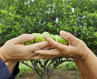 Agroindústria avança e gera valor na Bahia