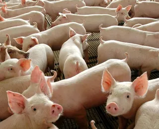 Além da ficção: Conheça a técnica que usa órgãos de porco em pessoas