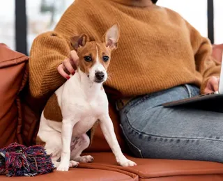 Condomínios podem ser multados se não denunciar maus-tratos contra pets