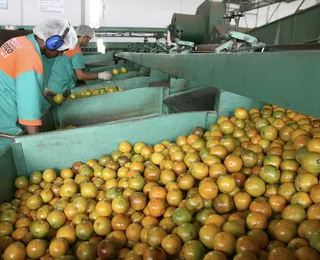 A salvação da laranja