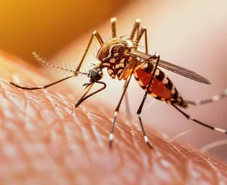 Por que os mosquitos te escolhem? Cientistas descobrem a verdadeira combinação