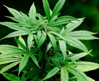 Jean Wyllys sugere plantações de maconha no Nordeste: "Aproveitar o sol"
