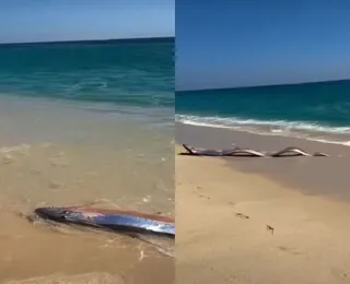 Aparecimento de peixe raro acende alerta sobre desastres naturais