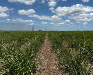 EUA cortam cota de açúcar brasileiro e redistribuem 56 mil toneladas