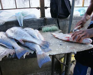 Nova regra da nota fiscal: pescador artesanal da Bahia será afetado?