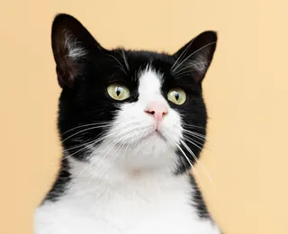 Substância em eletrodomésticos ameaça saúde de gatos