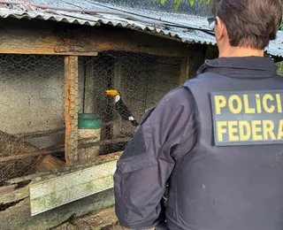 Tráfico internacional de animais em extinção é investigado na Bahia