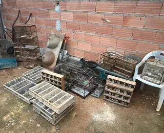 Mais de 370 pássaros são resgatados em ação contra tráfico na Bahia