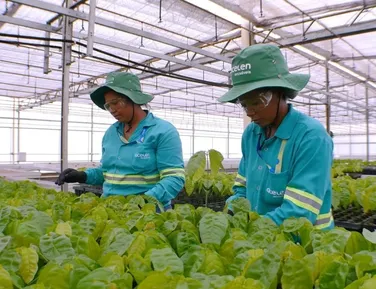 Acelen Renováveis projeta refino de biocombustível na Bahia para 2029 - Imagem