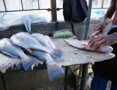 Nova regra da nota fiscal: pescador artesanal da Bahia será afetado? - Imagem