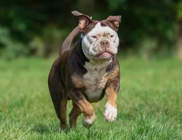 Seu pet em pauta: prefeitura de Salvador quer R$ 23 milhões para proteção animal - Imagem