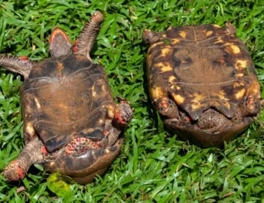 Fêmeas de tartaruga preferem saltar de penhascos ao acasalamento forçado - Imagem
