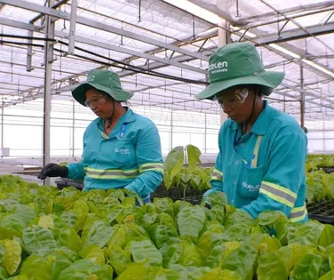 Acelen Renováveis projeta refino de biocombustível na Bahia para 2029 - Imagem