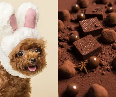 Chocolates de Páscoa podem custar a vida do seu pet; entenda - Imagem