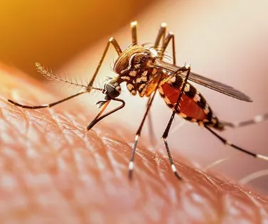 Por que os mosquitos te escolhem? Cientistas descobrem a verdadeira combinação - Imagem