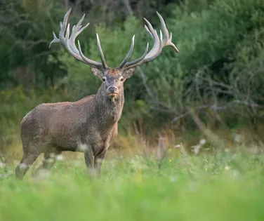 Fuga de veado causa correria e fecha zoológico em Salvador - Imagem