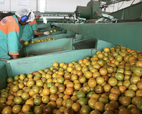 A salvação da laranja - Imagem