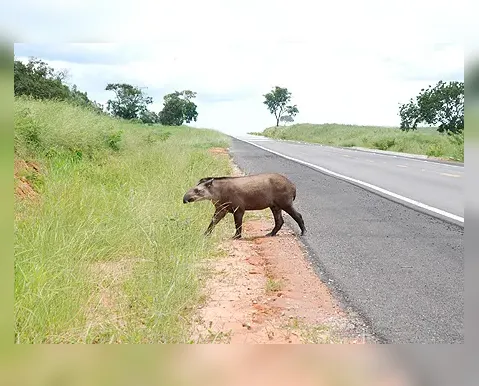 Homem atropela anta e é indenizado em R$80 mil; entenda