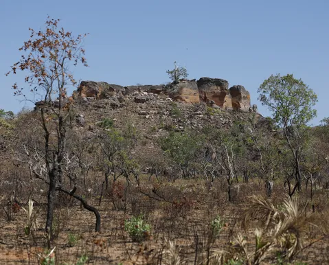 Mercado de carbono no Matopiba pode movimentar US$ 1 bilhão e transformar o Cerrado