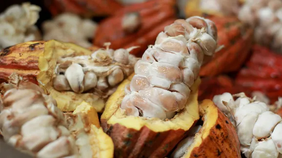 Hub de Sociobioeconomia do BB viabiliza R$ 3,2 milhões na região cacaueira