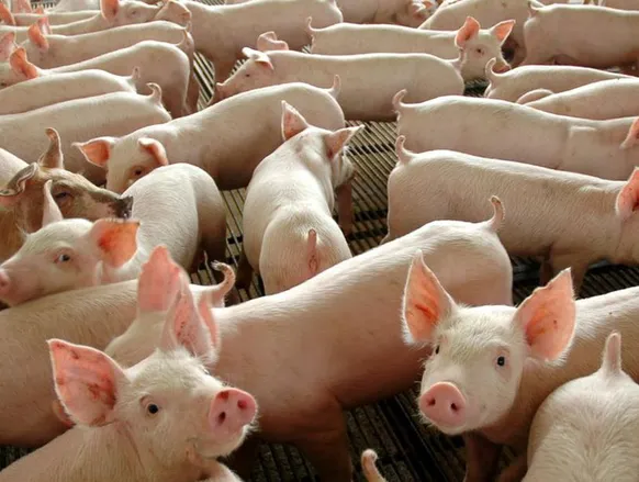 Além da ficção: Conheça a técnica que usa órgãos de porco em pessoas - Imagem