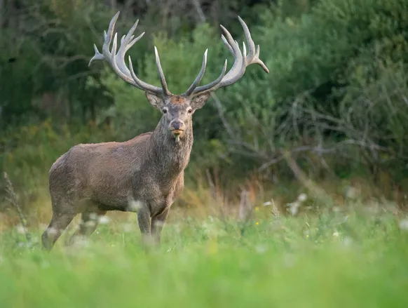 Fuga de veado causa correria e fecha zoológico em Salvador - Imagem