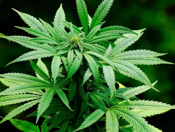 Jean Wyllys sugere plantações de maconha no Nordeste: "Aproveitar o sol" - Imagem