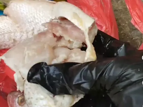 Moradores de Ilhéus denunciam entrega de peixe podre pela Prefeitura - Imagem