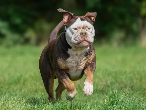 Seu pet em pauta: prefeitura de Salvador quer R$ 23 milhões para proteção animal - Imagem